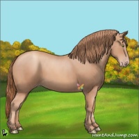 Horse Color:Gold Champagne 