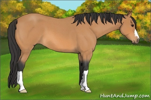 Horse Color:Bay Roan 