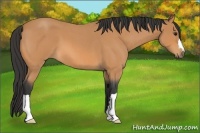 Horse Color:Bay Roan 