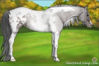 Horse Color:Brown Tobiano Frame Appaloosa Rabicano