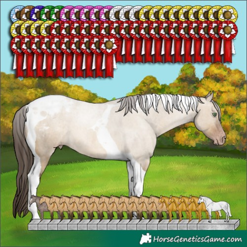 Horse Color:Gray Amber Champagne Dun Tobiano Appaloosa