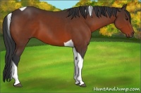 Horse Color:Bay Sabino Tobiano 
