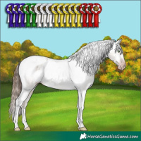 Horse Color:Gray Amber Champagne Dun Tobiano Appaloosa