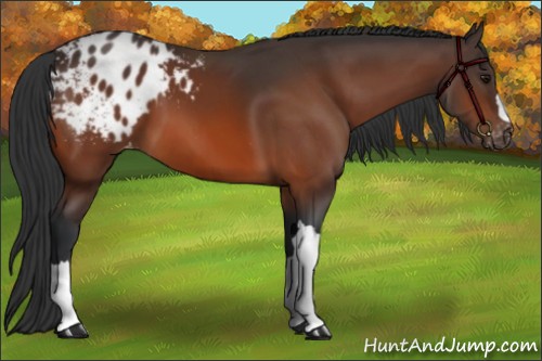 Horse Color:Bay Appaloosa