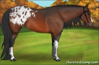 Horse Color:Bay Appaloosa 