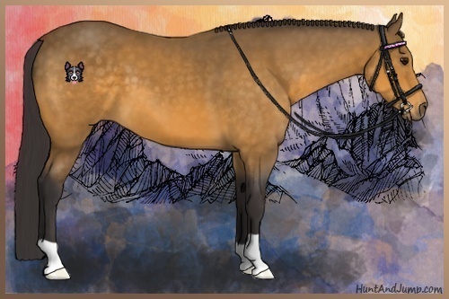 Horse Color:Buckskin 