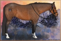 Horse Color:Buckskin Roan 
