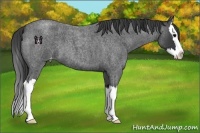 Horse Color:Blue Roan Splash Appaloosa 