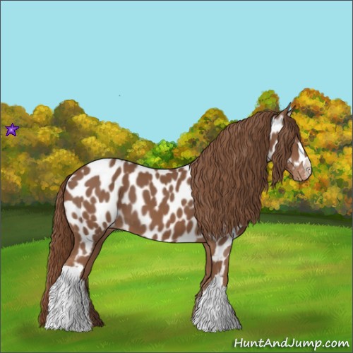 Horse Color:Chestnut Near Leopard