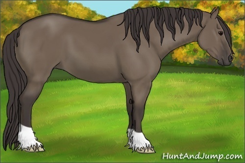 Horse Color:Smoky Grullo
