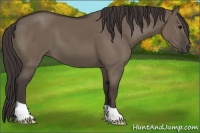Horse Color:Smoky Grullo