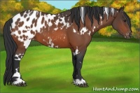 Horse Color:White Spotted Bay Appaloosa 