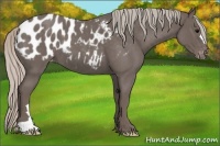 Horse Color:Silver Blue Roan Appaloosa 