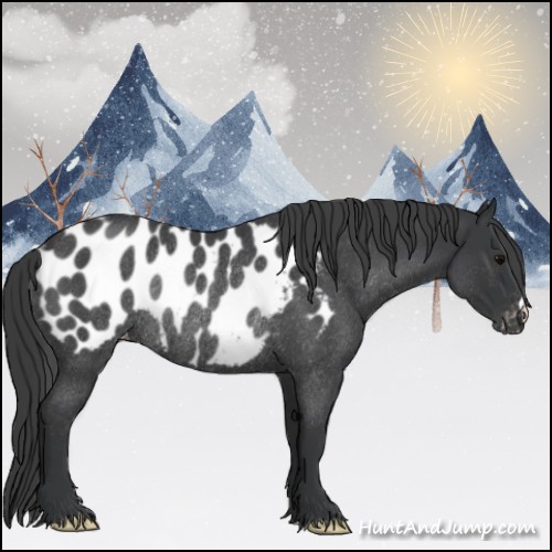 Horse Color:Blue Roan Appaloosa Rabicano 