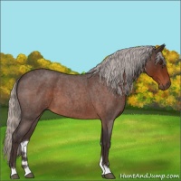 Horse Color:Silver Brown Roan 