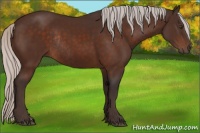 Horse Color:Silver Brown Rabicano 