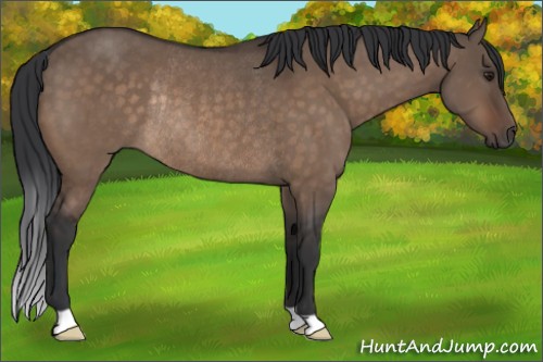 Horse Color:Brown Dun Rabicano 