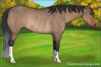 Horse Color:Brown Dun Rabicano 