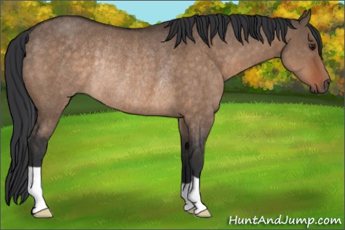 Horse Color:Brown Dun Rabicano 