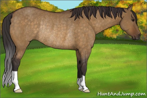 Horse Color:Buckskin Dun Rabicano