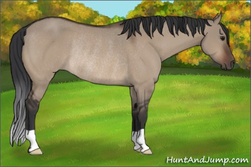 Horse Color:Brown Dun Rabicano 
