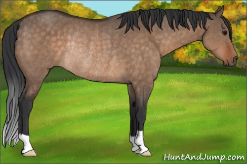 Horse Color:Brown Dun Rabicano 