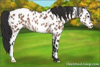 Horse Color:Brown Dun Near Leopard 