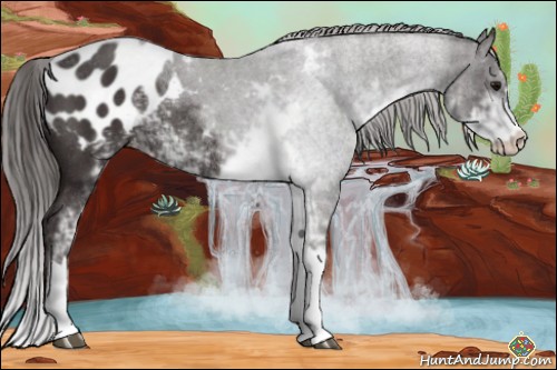 Horse Color:Smoky Black Sabino Appaloosa Rabicano