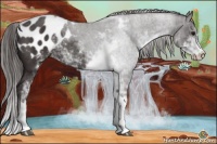 Horse Color:Smoky Black Sabino Appaloosa Rabicano 