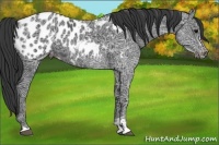 Horse Color:Black Ice Sabino Near Leopard 