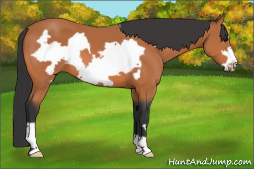 Horse Color:Bay Frame