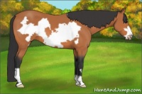 Horse Color:Bay Frame 