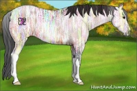 Horse Color:Bay Ice 