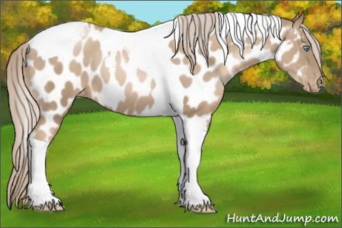 Horse Color:Chocolate Palomino Pearl Tobiano Appaloosa 