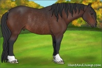 Horse Color:Brown Rabicano 