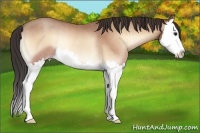 Horse Color:Amber Champagne Onyx Sabino Splash Rabicano 