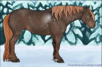 Horse Color:Liver Chestnut 