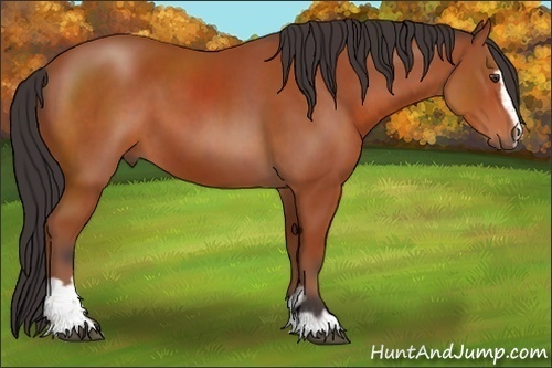 Horse Color:Brown Sabino 