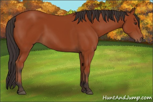 Horse Color:Bay 