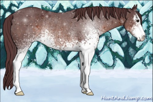 Horse Color:White Spotted Chocolate Brown Sabino Rabicano
