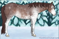 Horse Color:White Spotted Chocolate Brown Sabino Rabicano