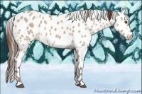 Horse Color:Liver Red Dun Sabino Leopard 