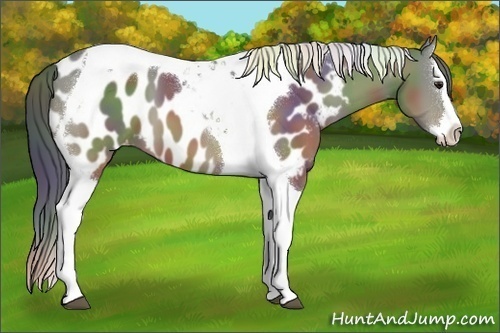 Horse Color:Nacre Brown Dun Splash Tobiano Appaloosa 