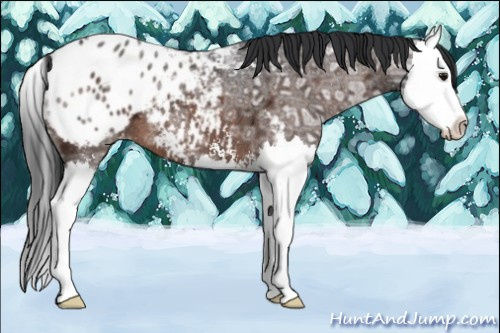 Horse Color:Brown Ice Sabino Splash Appaloosa 