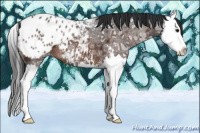 Horse Color:Brown Ice Sabino Splash Appaloosa 