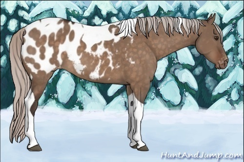 Horse Color:Silver Brown Dun Tobiano Appaloosa 
