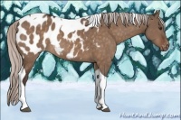 Horse Color:Silver Brown Dun Tobiano Appaloosa 