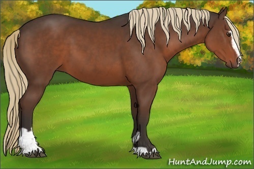 Horse Color:Liver Chestnut Sabino