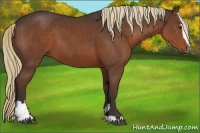 Horse Color:Liver Chestnut Sabino 
