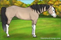 Horse Color:Bay Dun Splash 